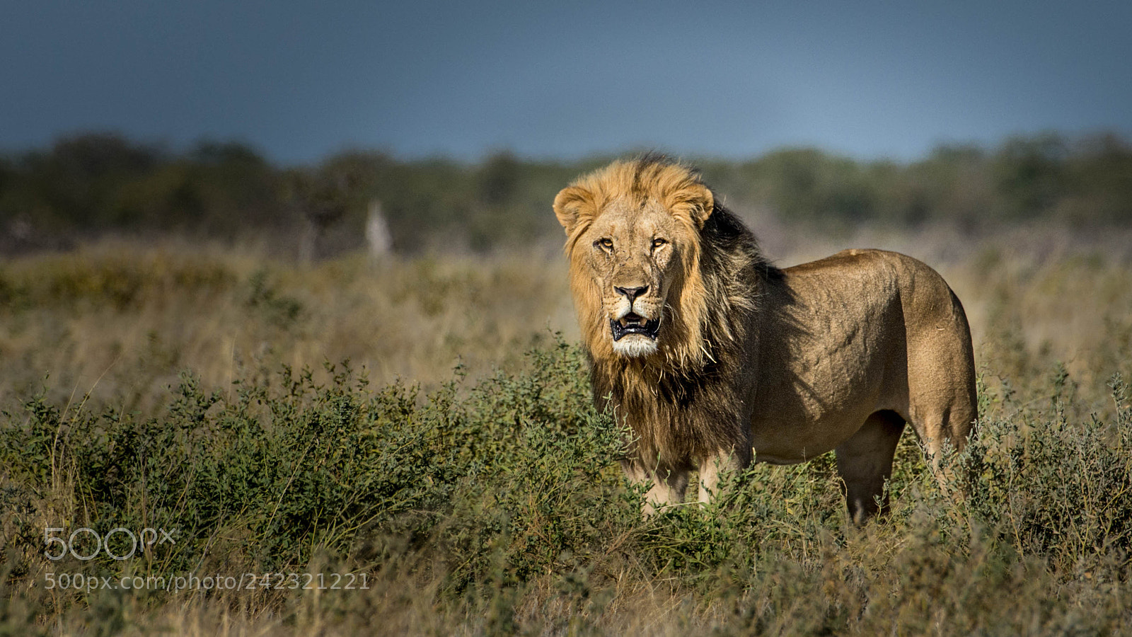 Pentax K-5 II sample photo. Lion photography