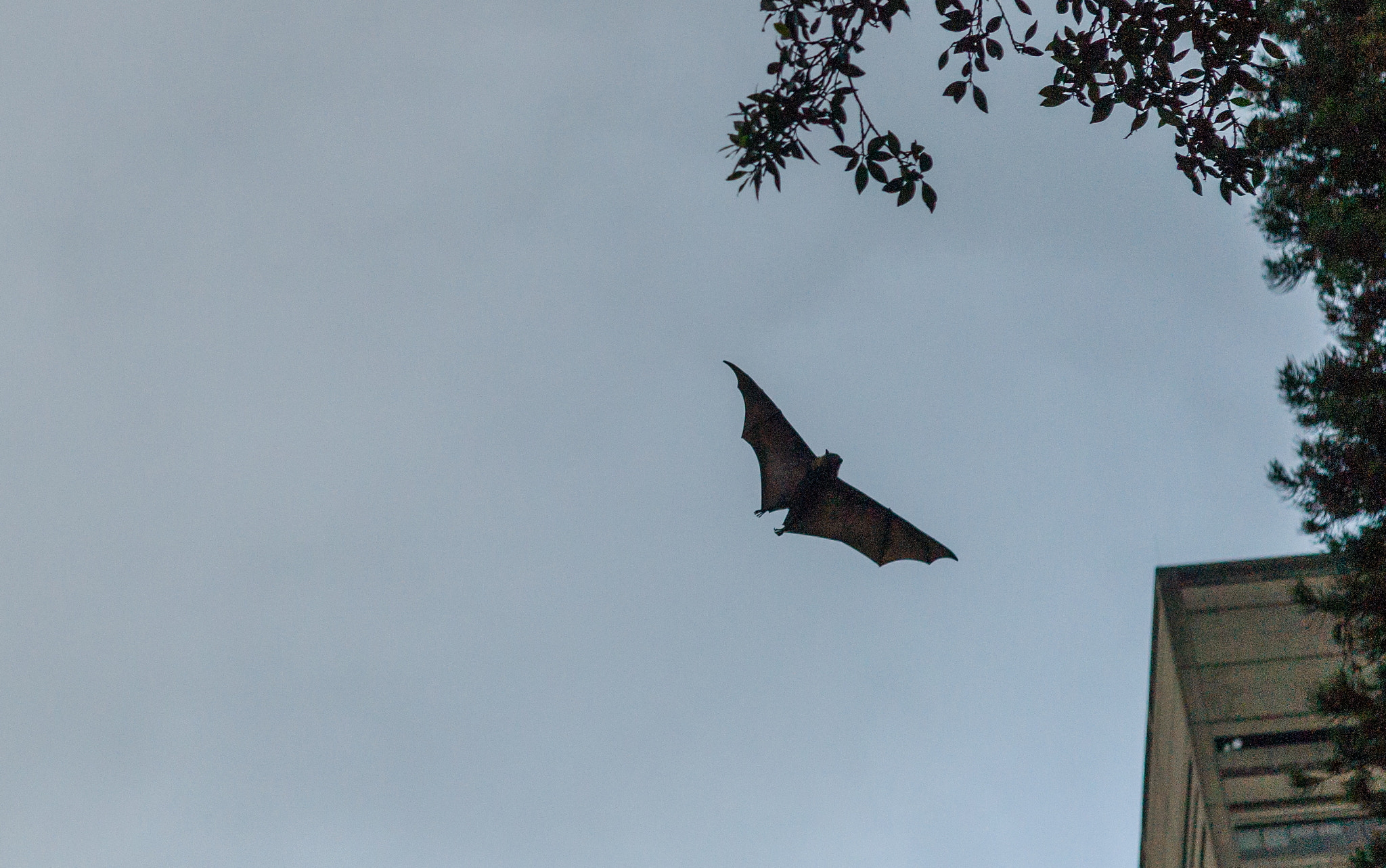 Summicron-M 50mm f/2 (IV, V) sample photo. Fox bat photography