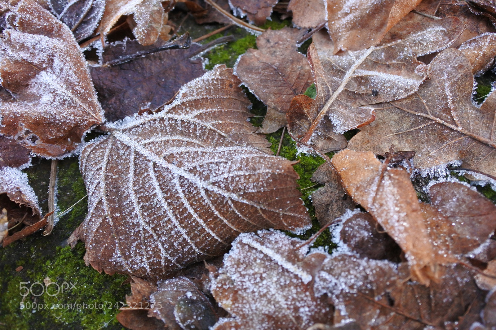 Nikon 1 J5 sample photo. Frost crystals photography