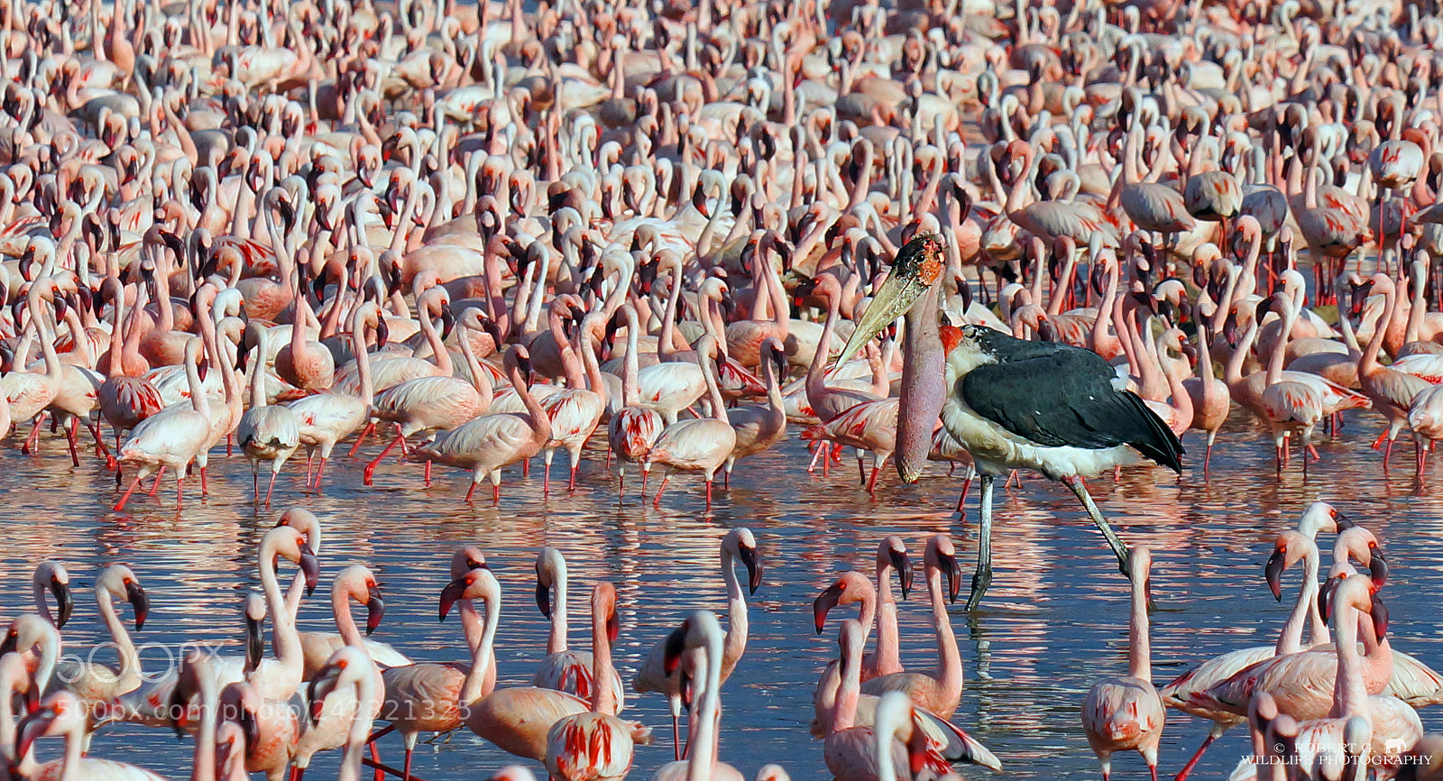 Sony SLT-A77 sample photo. Marabu & flamingos photography