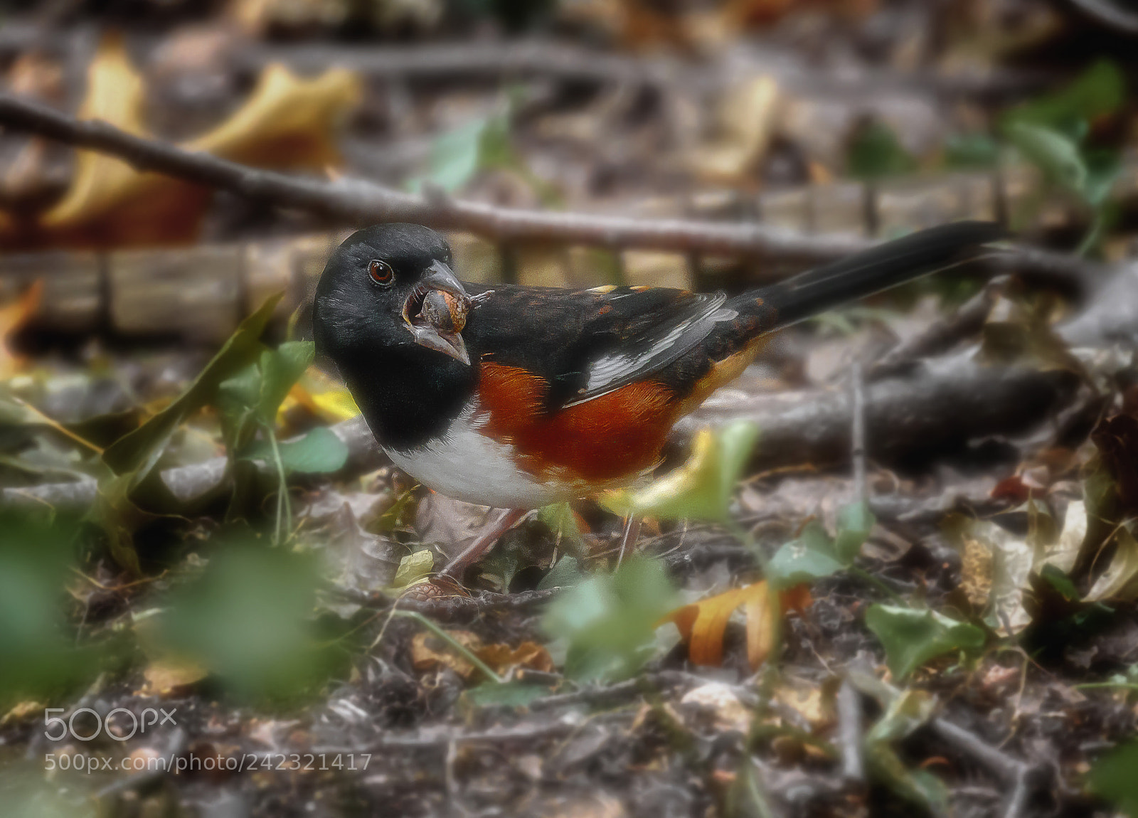 Canon EOS 7D Mark II sample photo. Eastern towhee photography