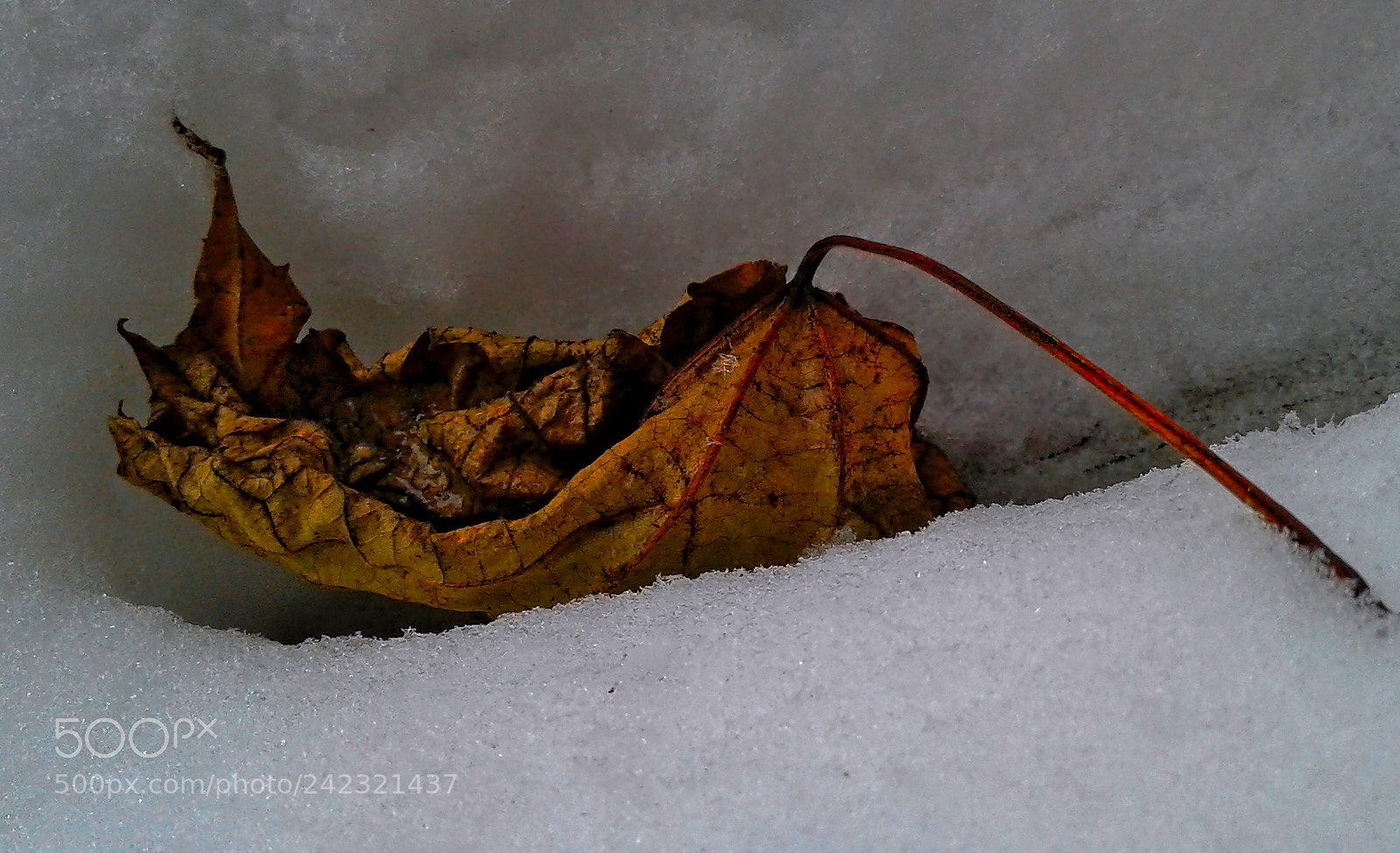 Samsung Galaxy J1 sample photo. The leaf in snow photography