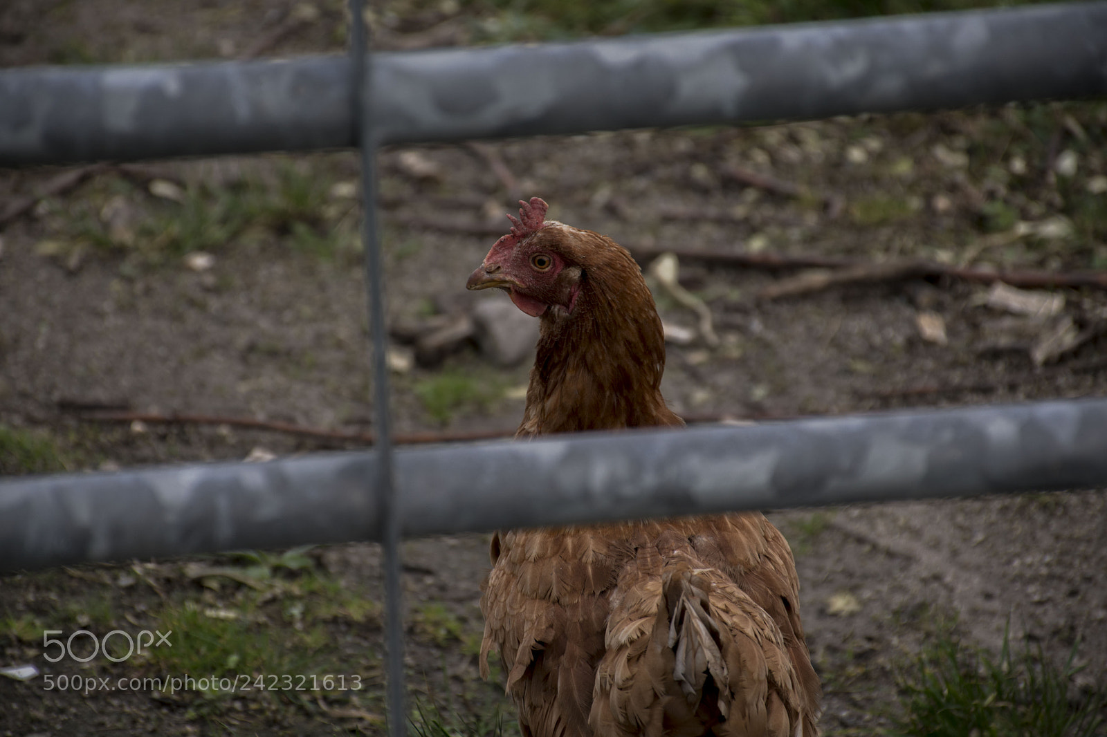 Nikon D5500 sample photo. Dslr photography