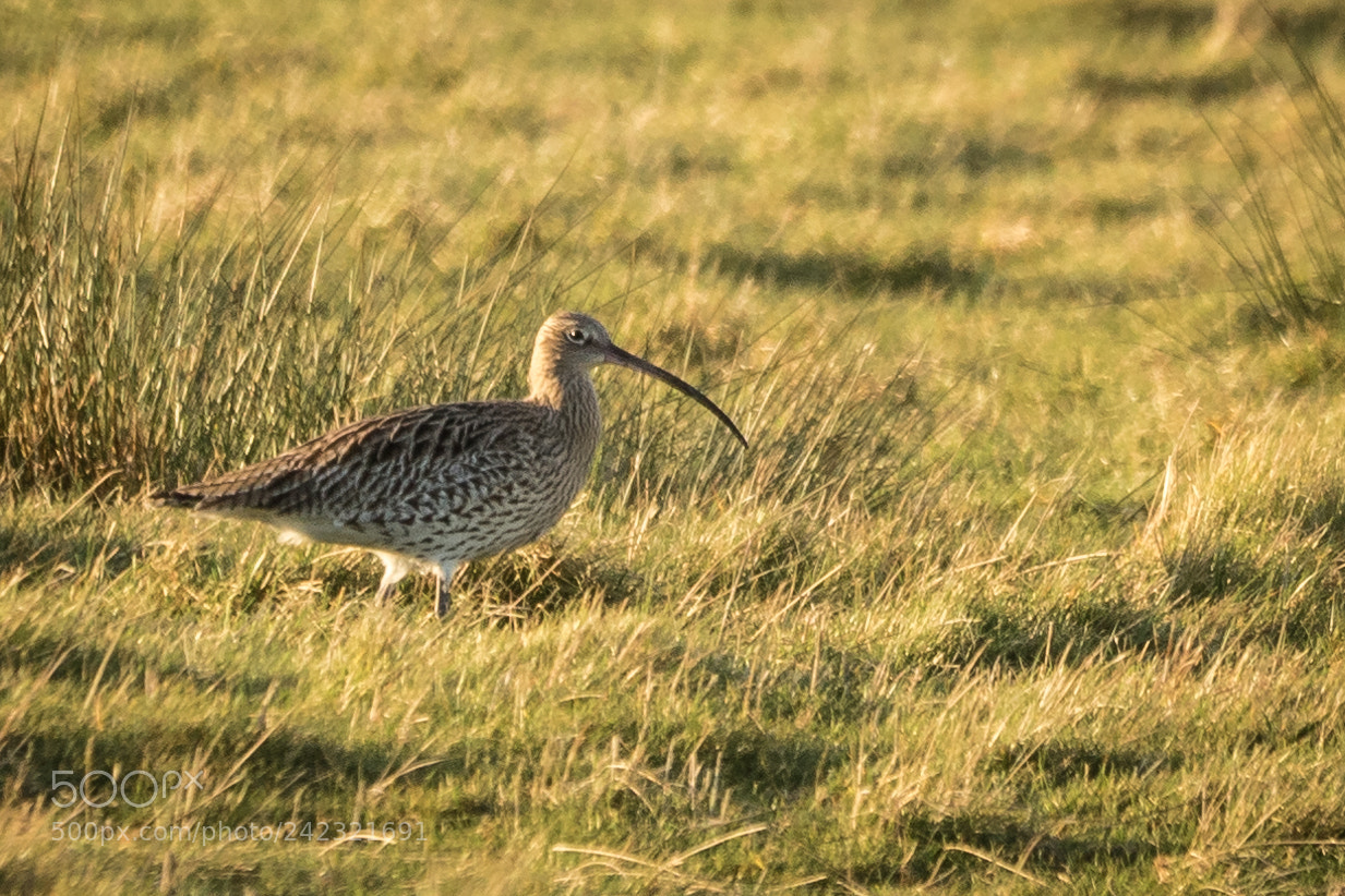 Canon EOS 7D Mark II sample photo. Curlew at titchfield haven photography