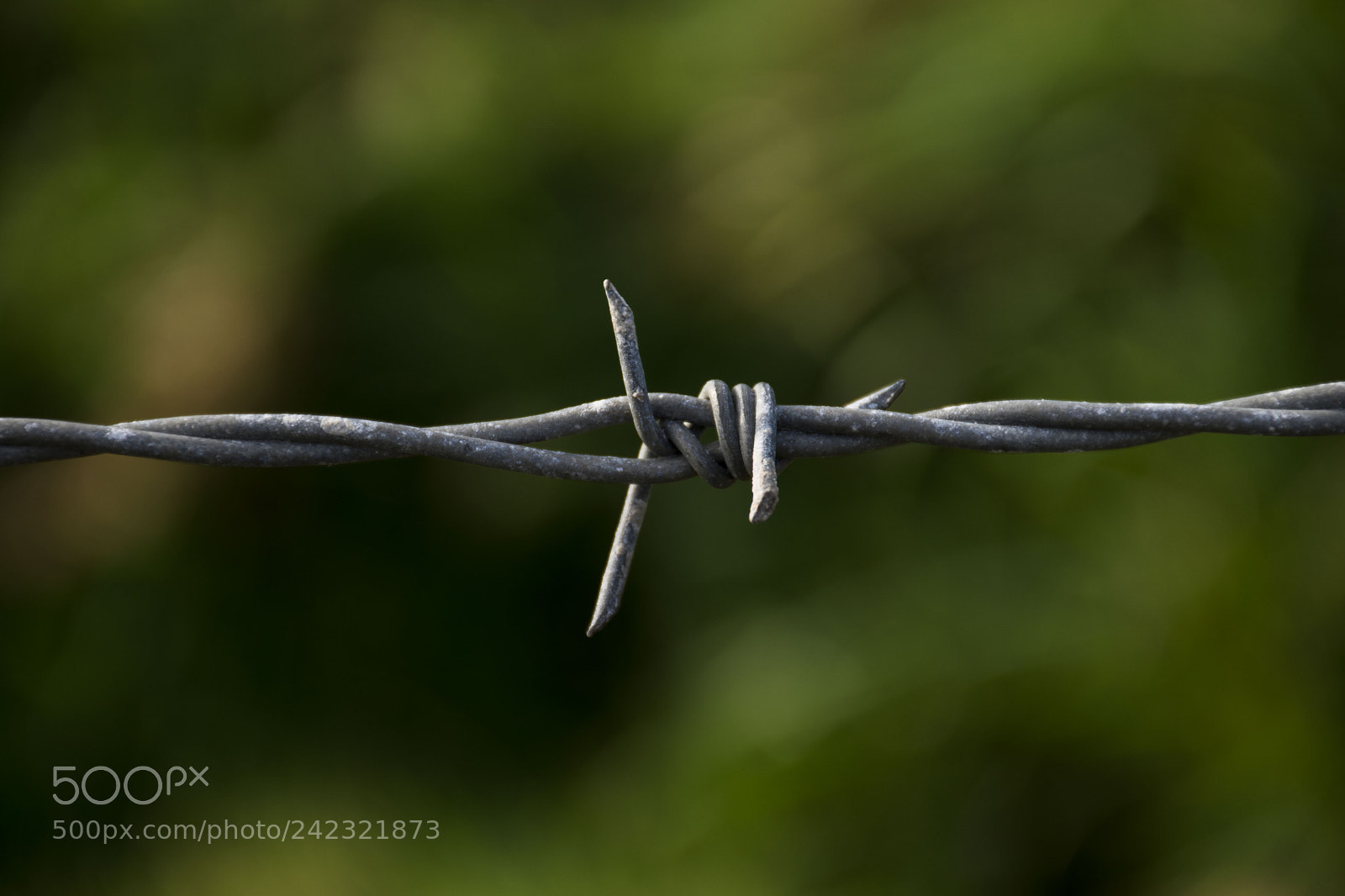 Nikon D5500 sample photo. Dslr photography