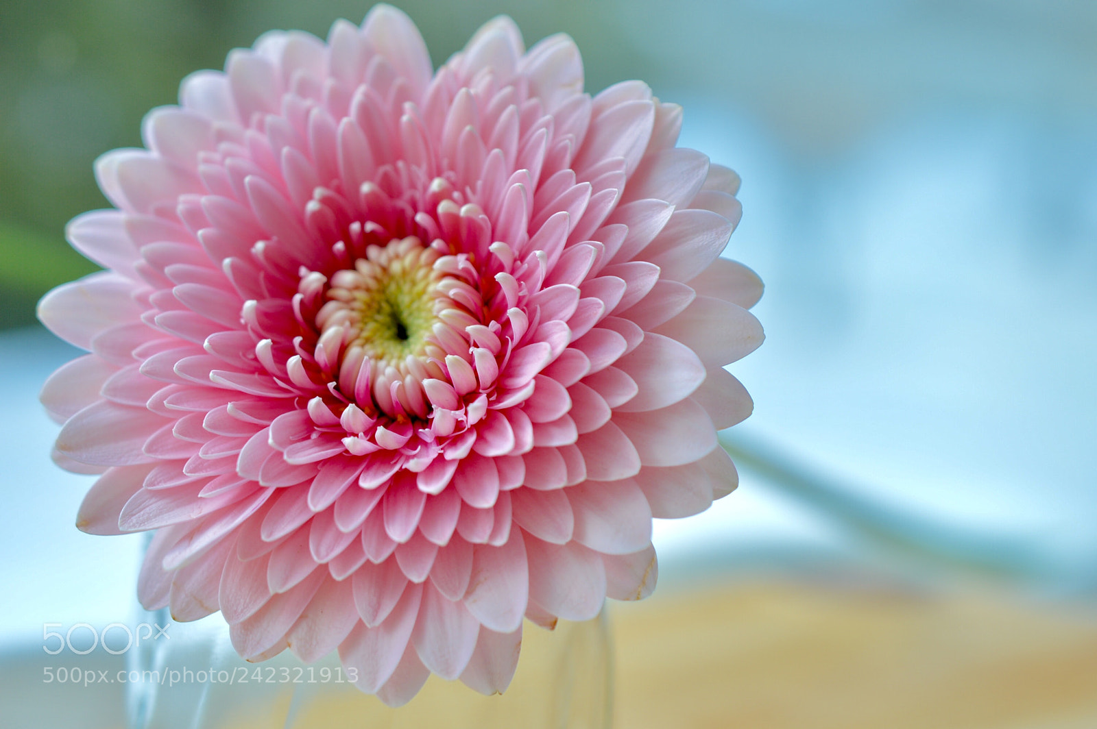 Nikon D3200 sample photo. Sweet photography