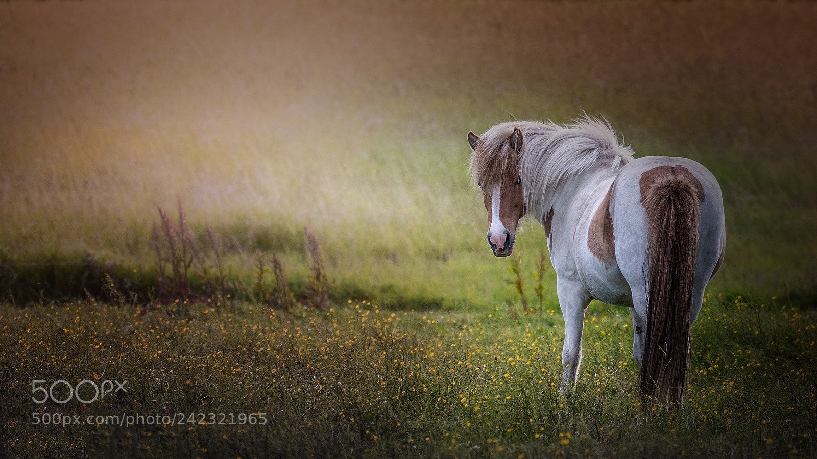Nikon D500 sample photo. The horse photography