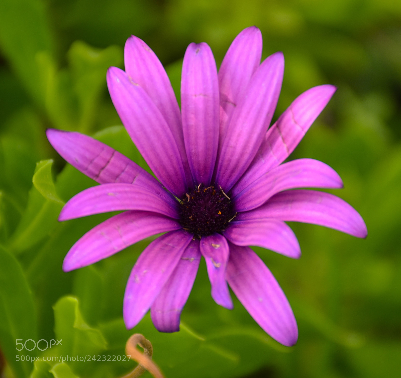 Nikon D5500 sample photo. Edited photography