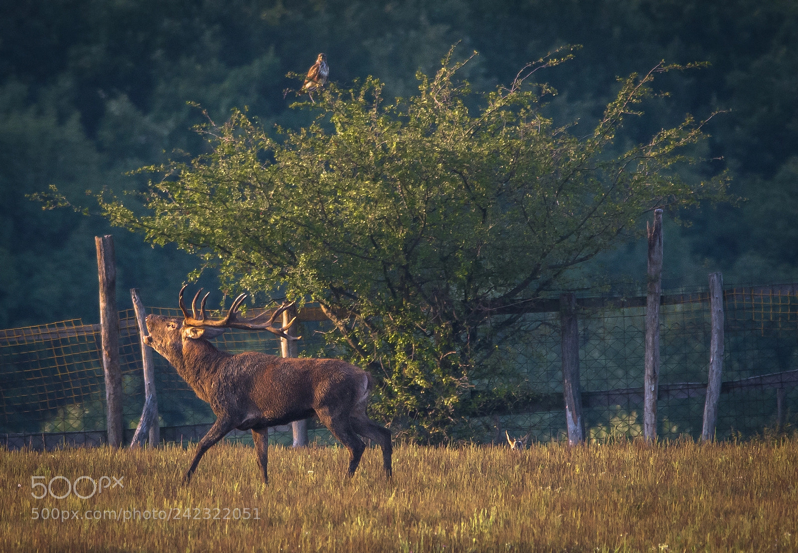 Nikon D7100 sample photo. Wild photography