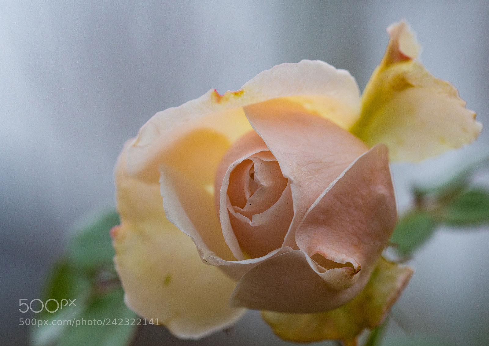 Nikon D500 sample photo. Winters rose photography