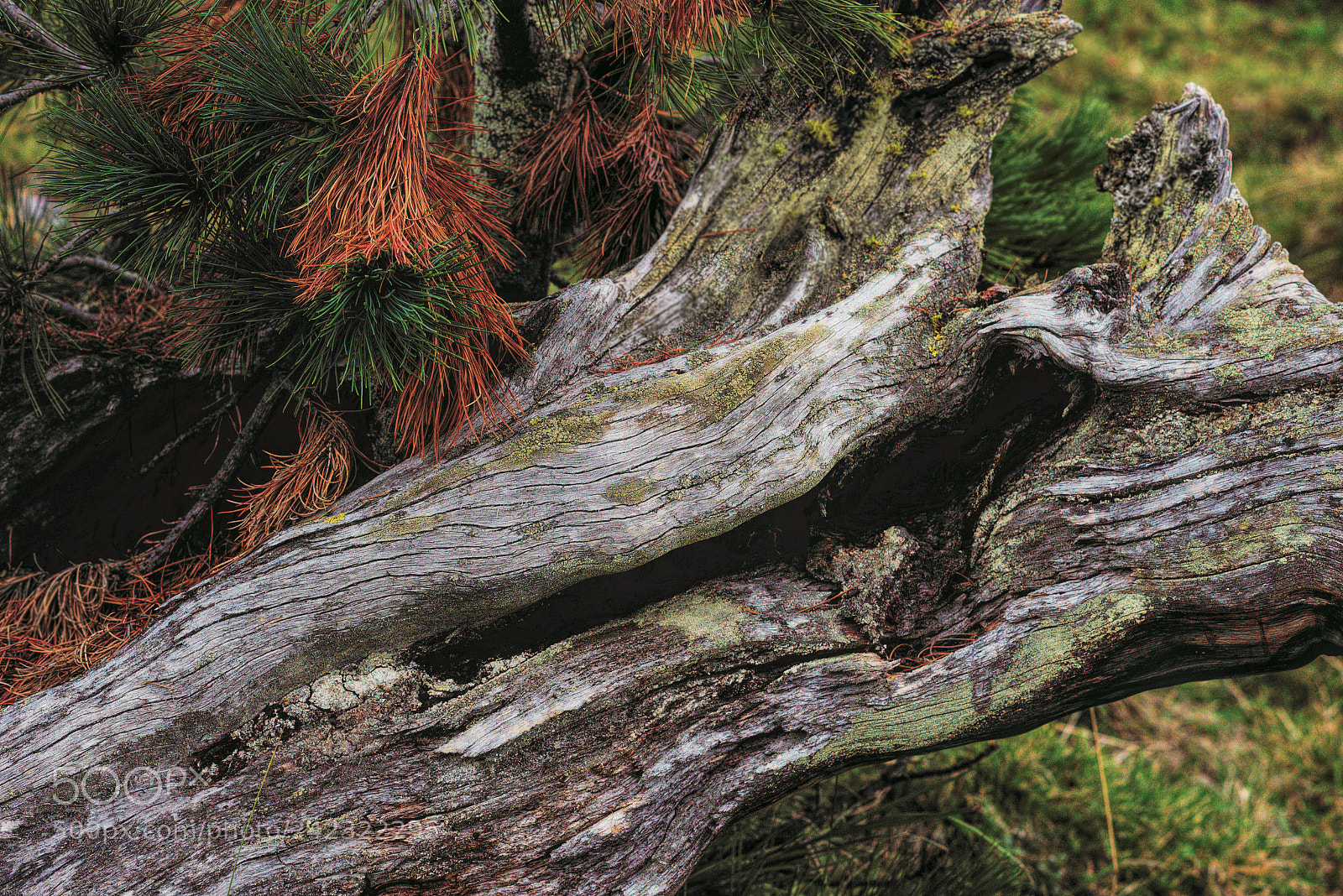 Pentax K-3 sample photo. Tamangur detail colours photography