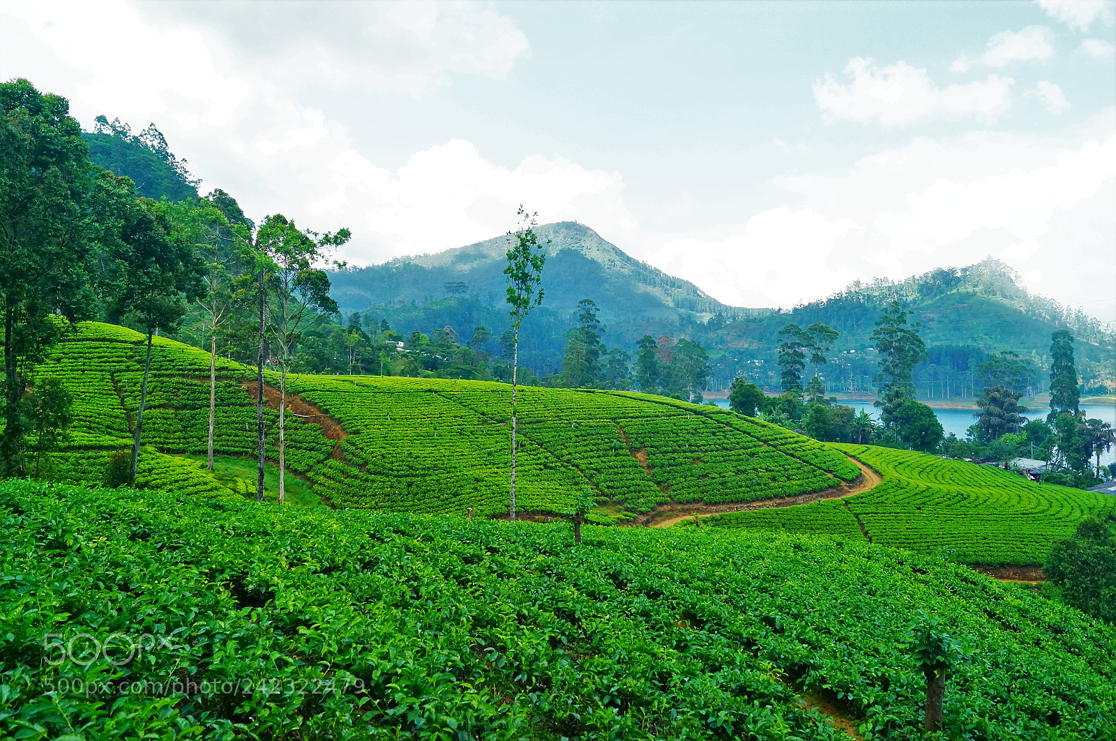Sony SLT-A57 sample photo. A tea plantation photography