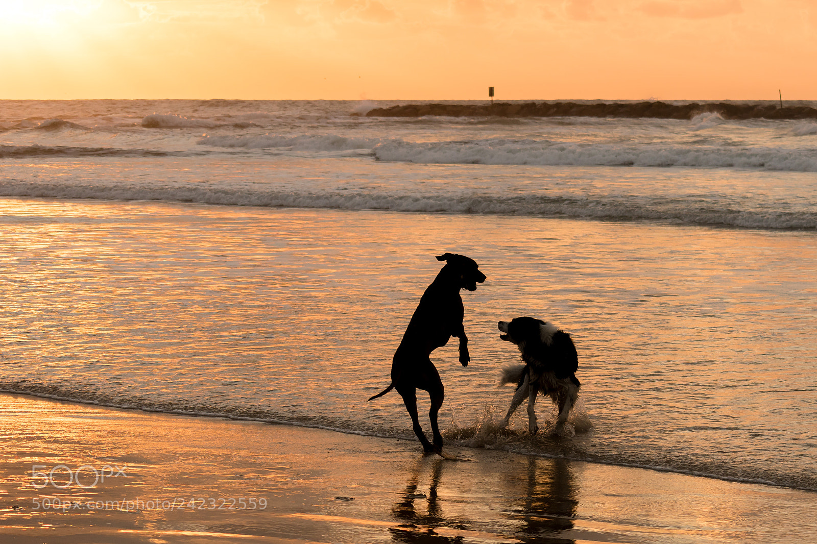 Nikon D5600 sample photo. Dogs at the beach photography