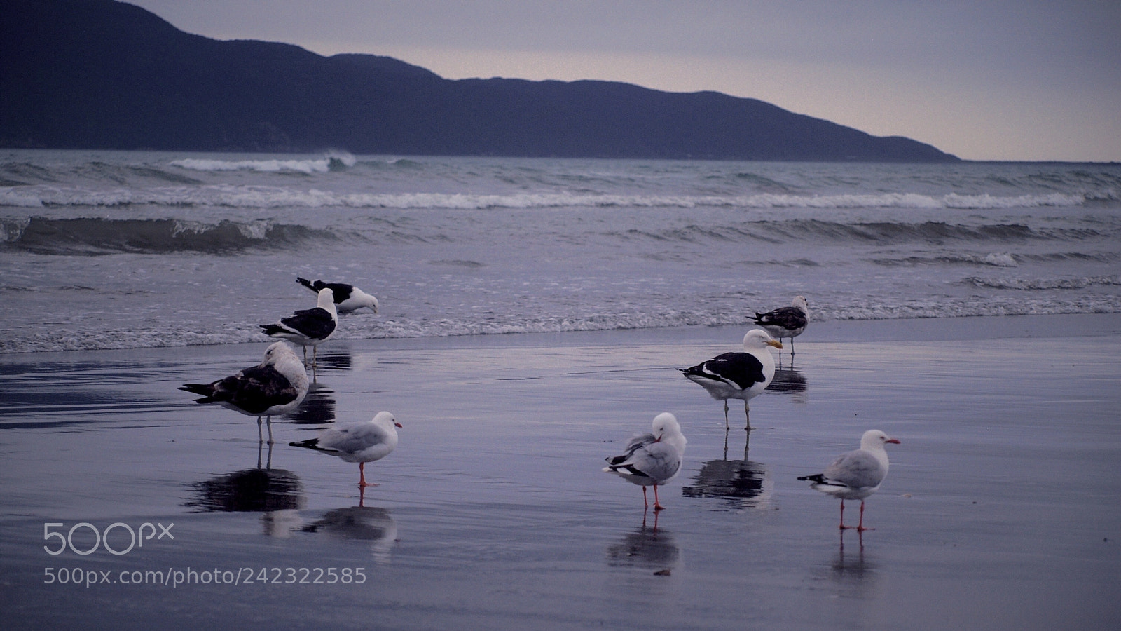 Olympus E-300 (EVOLT E-300) sample photo. Seagulls on the beach photography
