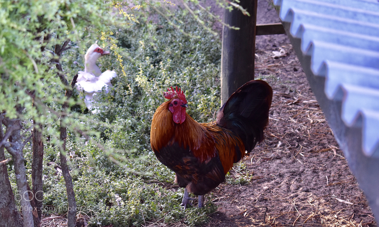Nikon D3400 sample photo. Rooster photography