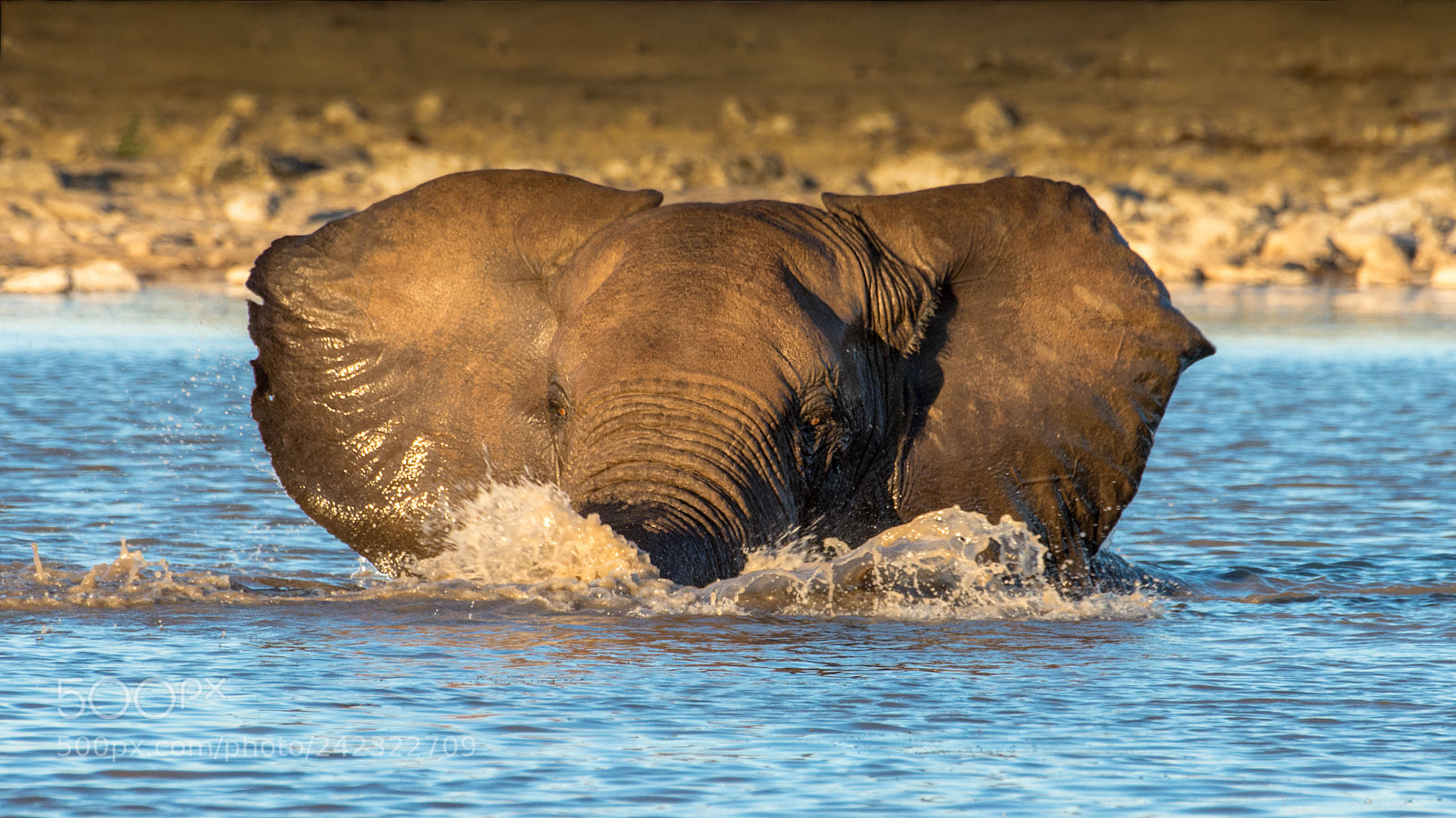 Pentax K-5 II sample photo. Elephant bath photography