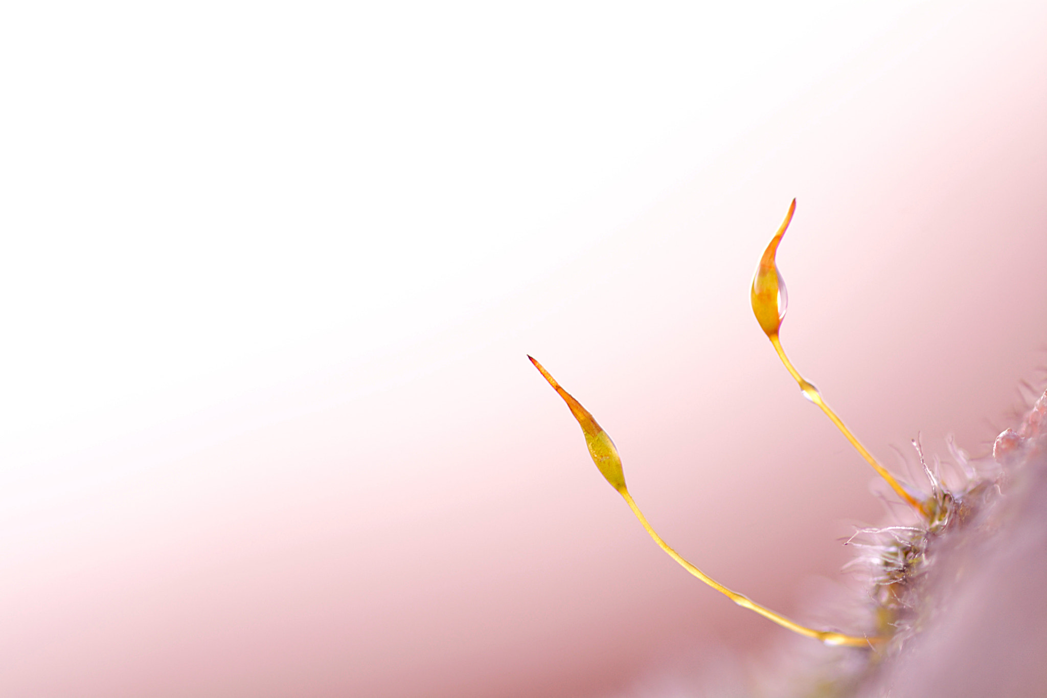 Sigma 105mm F2.8 EX DG OS HSM sample photo. Don't look back in anger photography