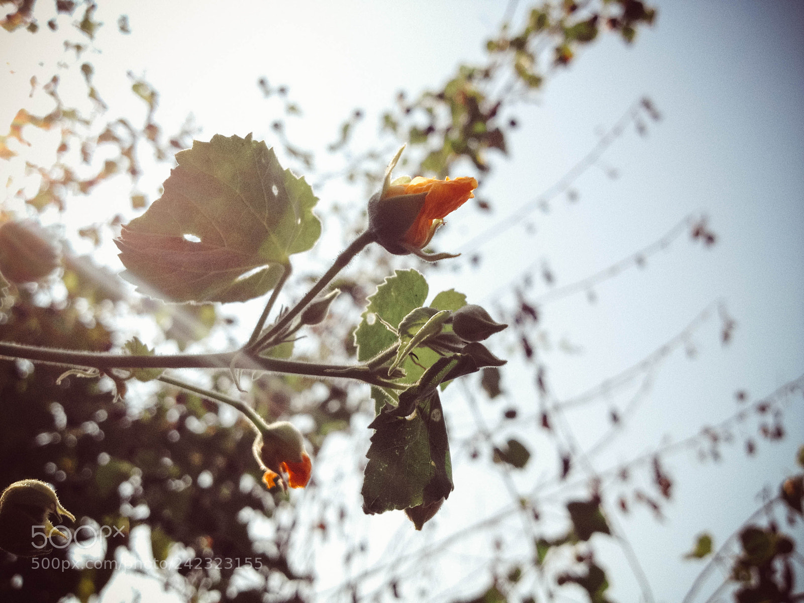 Apple iPhone 4S sample photo. Flower_blooming photography