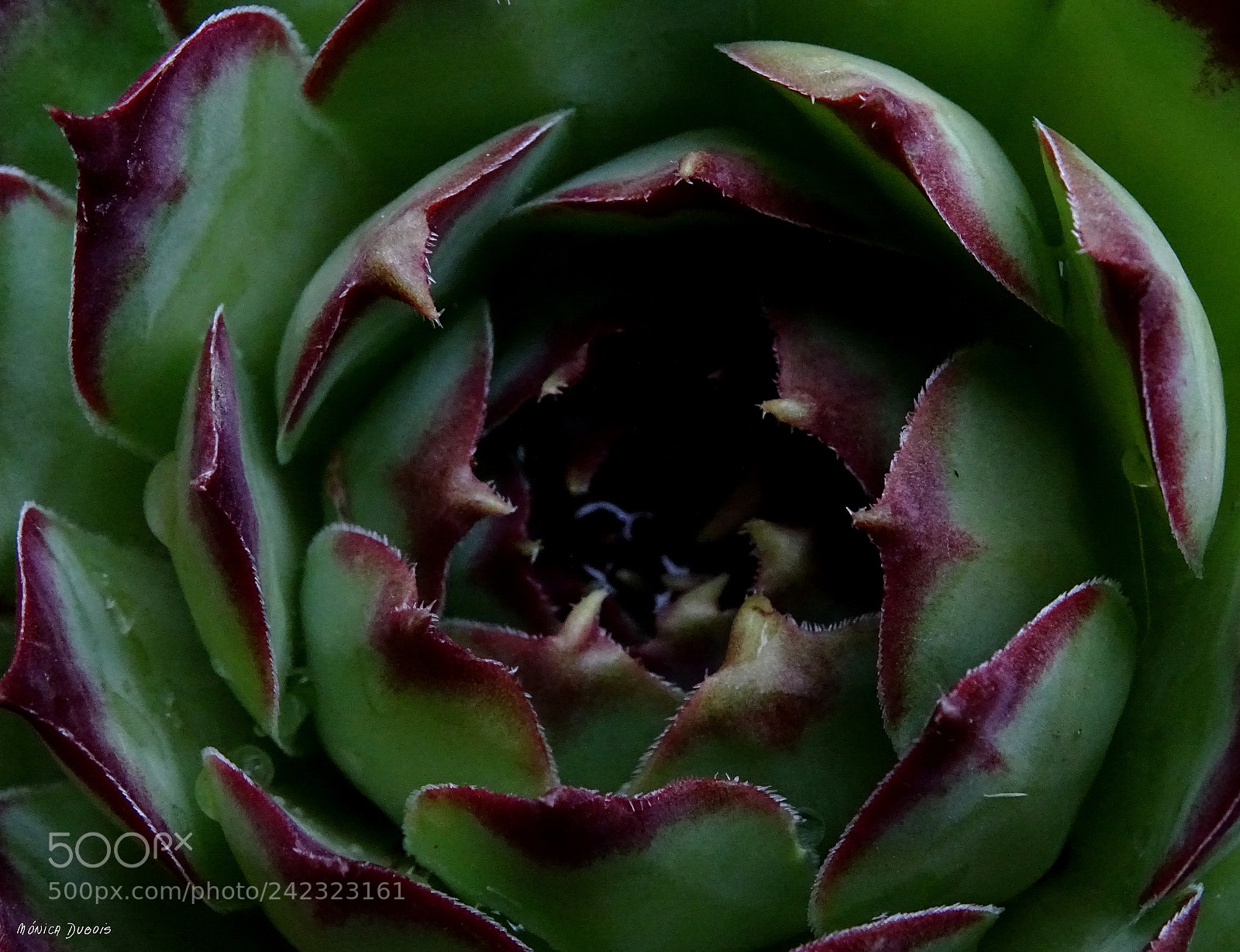 Sony Cyber-shot DSC-HX400V sample photo. Abstracto cactus photography
