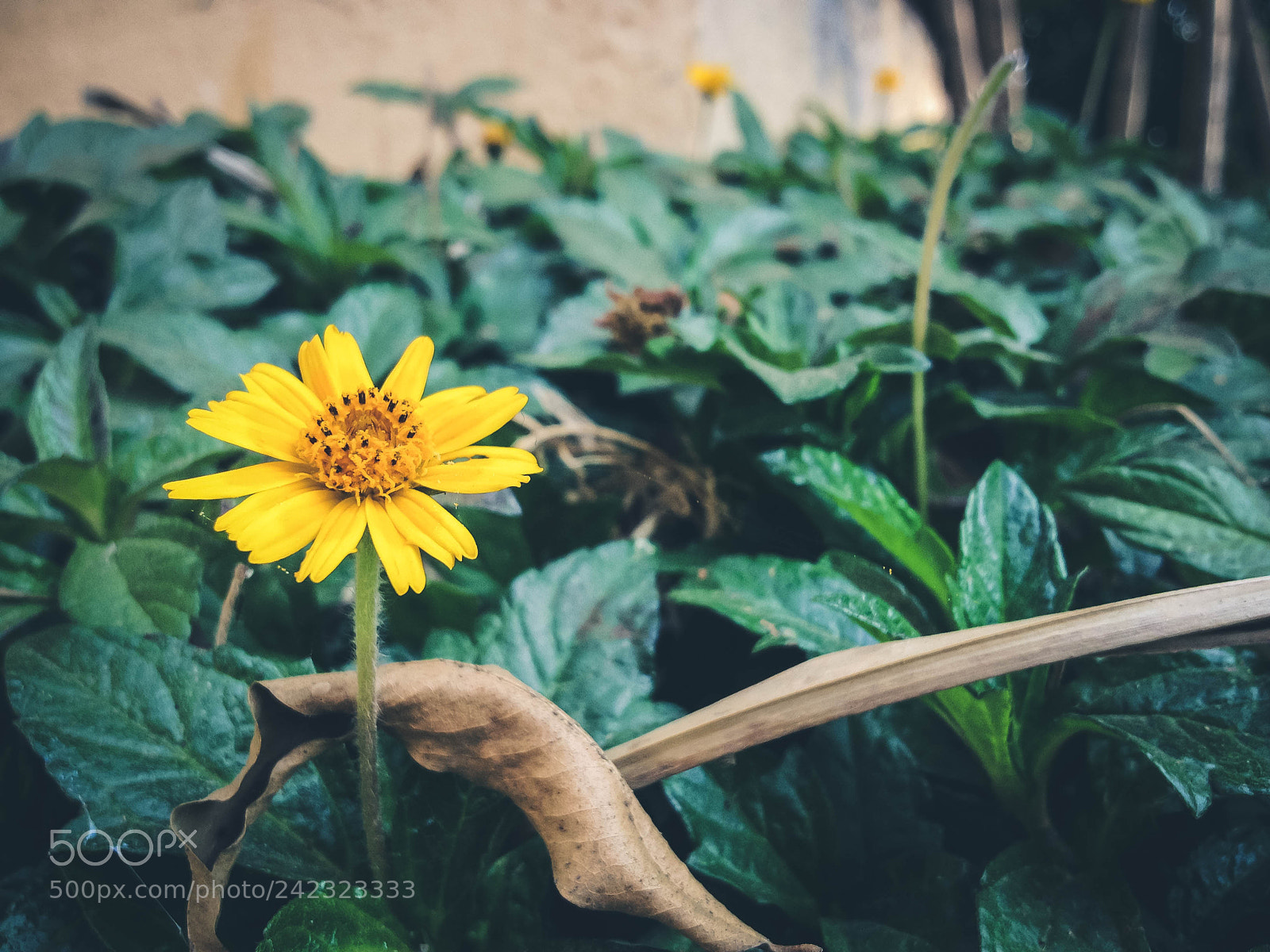 Apple iPhone 4S sample photo. Sunflower photography
