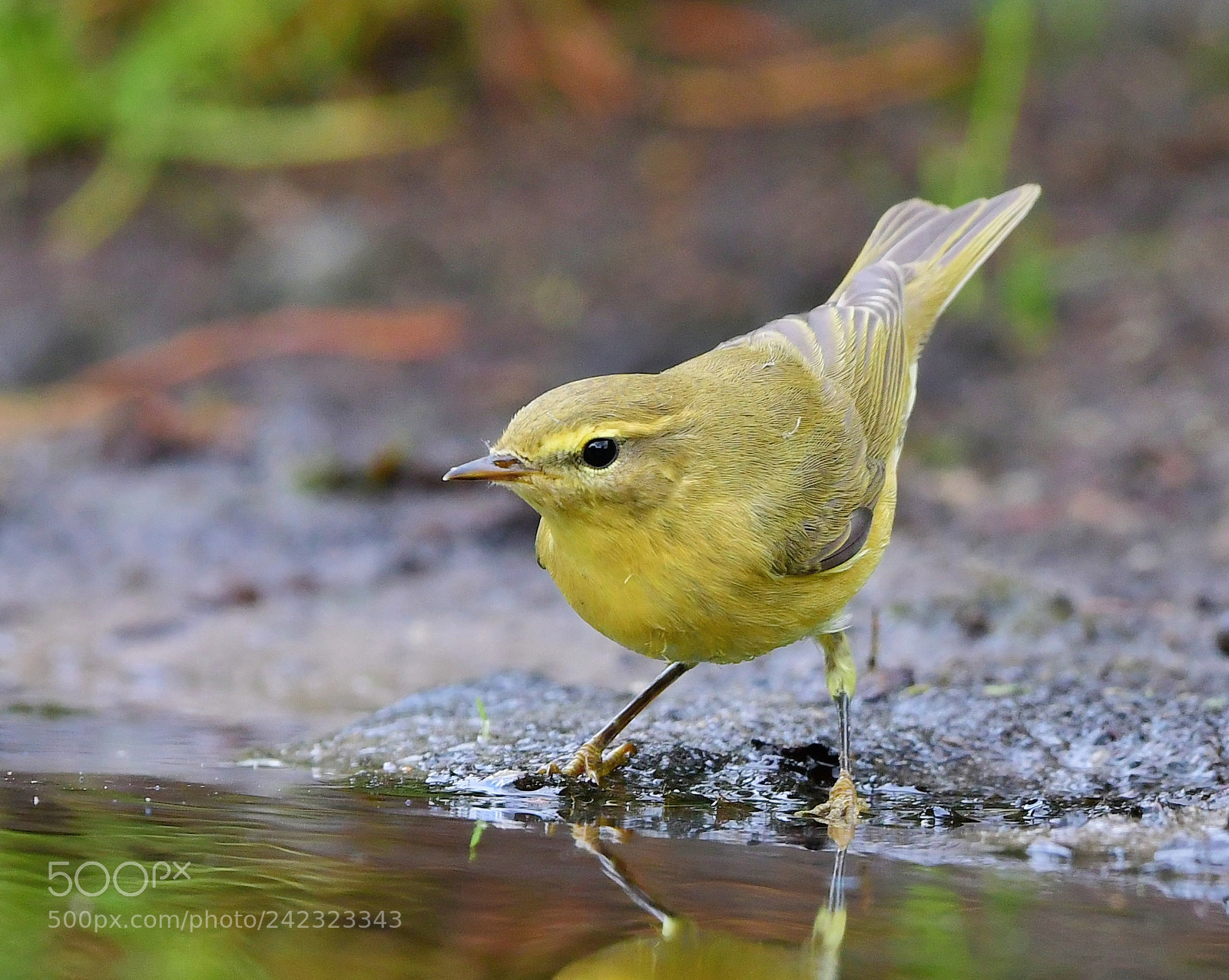 Nikon D500 + Nikon AF-S Nikkor 500mm F4G ED VR sample photo. Tjiftjaf photography