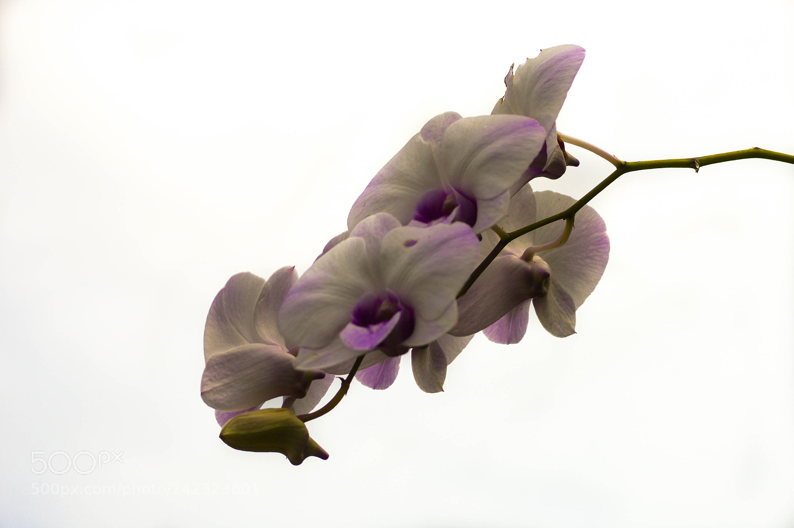 Nikon D3200 sample photo. Name ?? photography