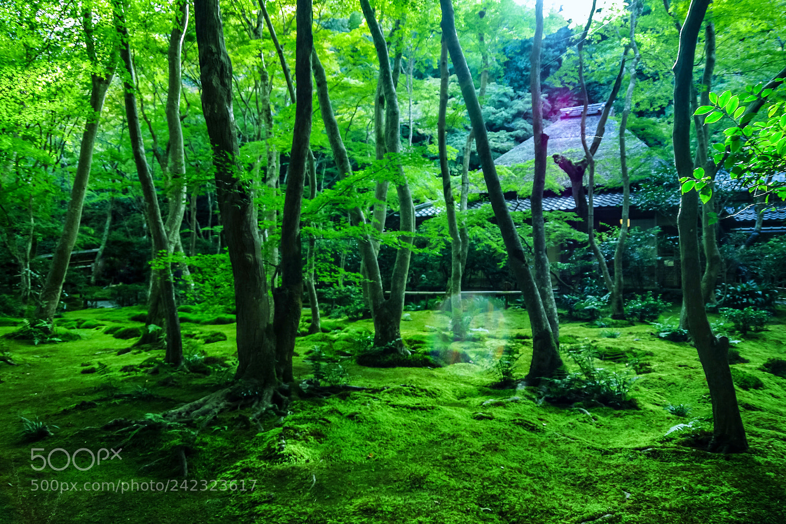 Pentax K-70 sample photo. Sad green photography