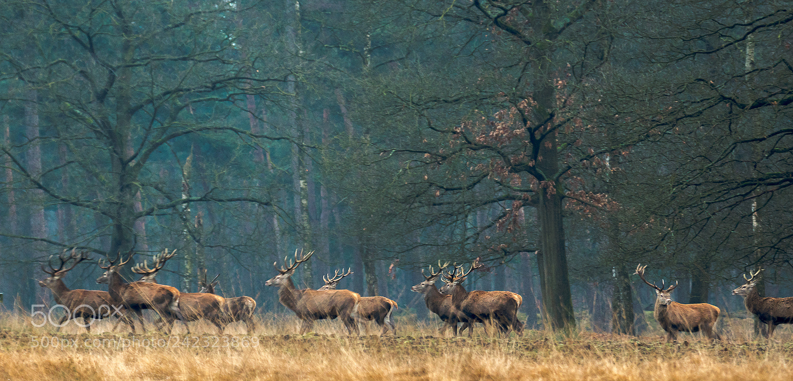 Sony ILCA-77M2 sample photo. Red deer photography