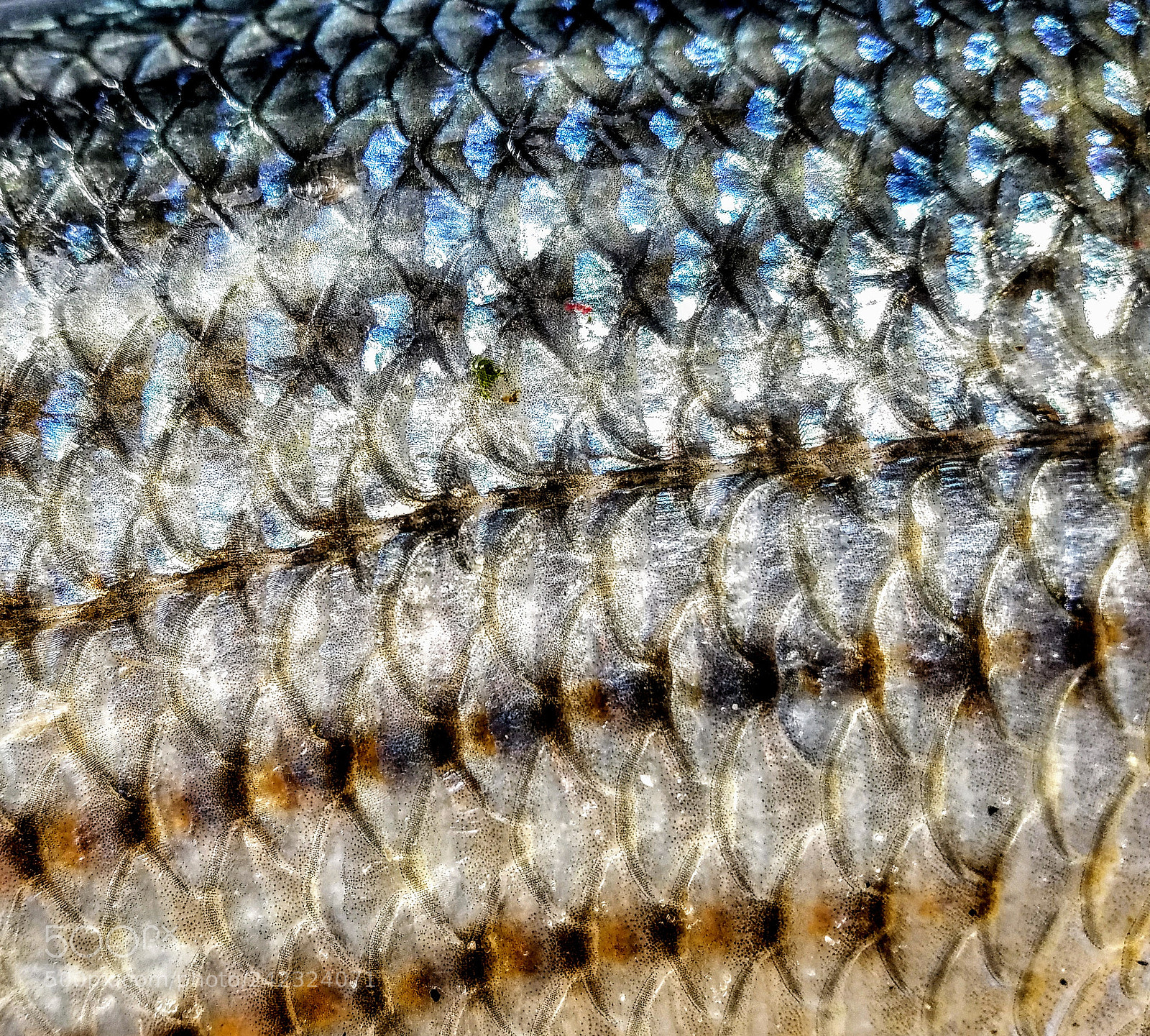 Samsung Galaxy S7 sample photo. Striped bass photography