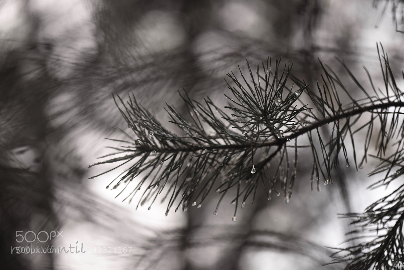 Nikon D750 sample photo. Pine tree photography