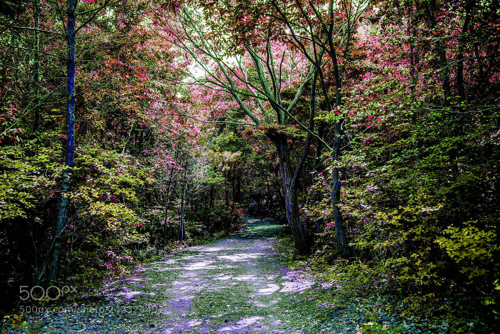 Nikon D800E sample photo. Dark forest way photography