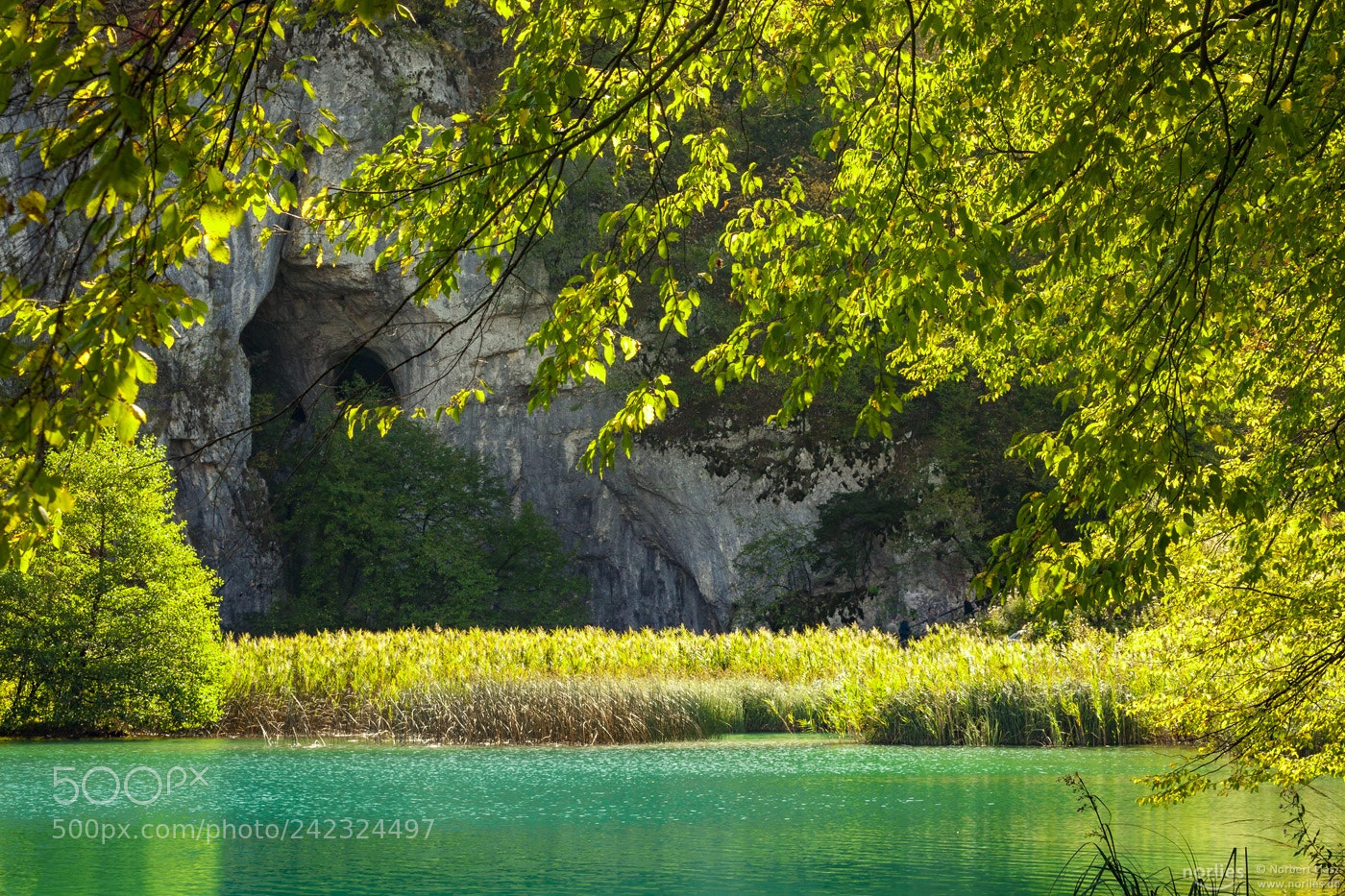 Canon EOS 5D sample photo. Shining green photography