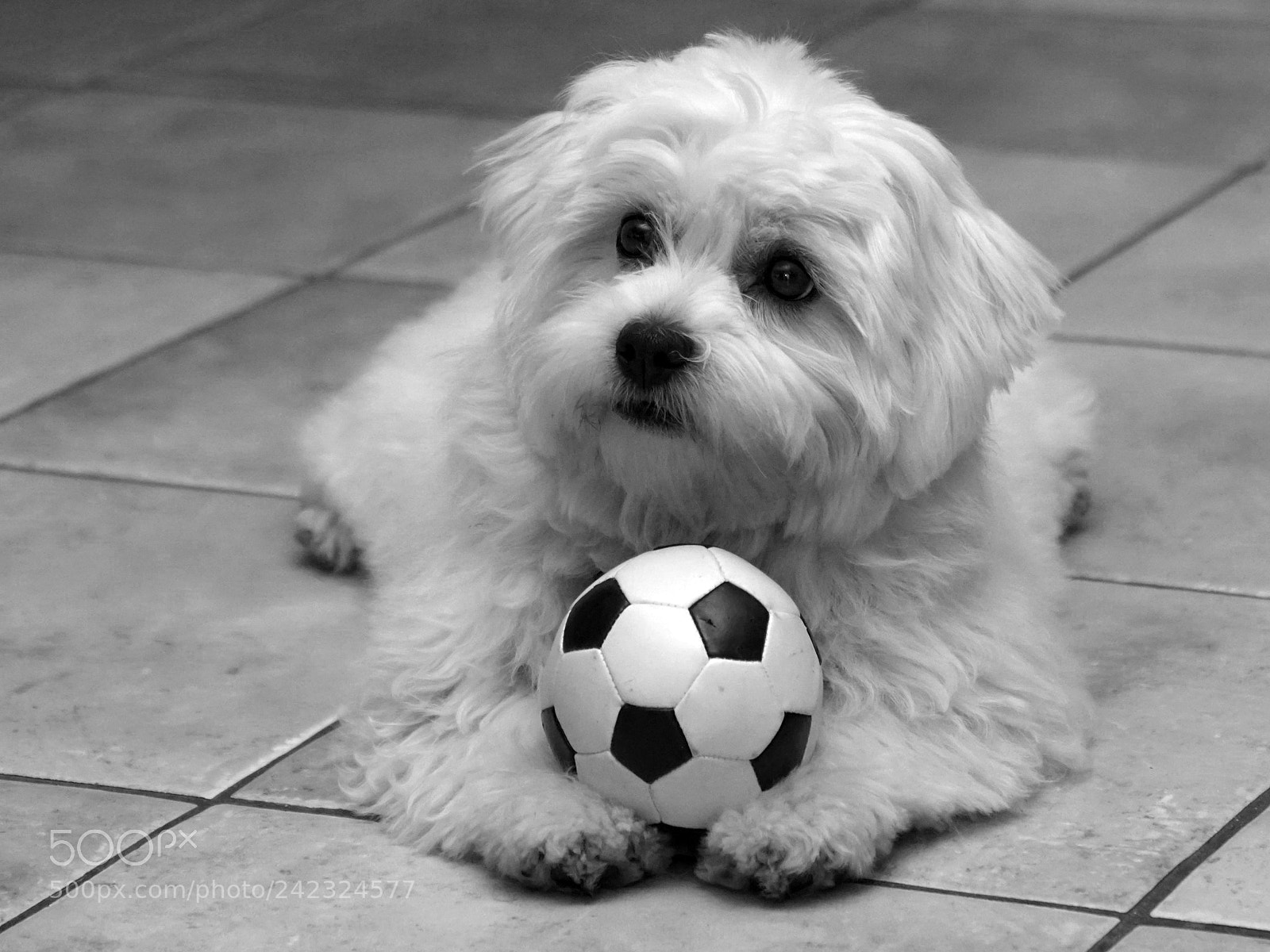 Sony ILCA-77M2 sample photo. So cute photography