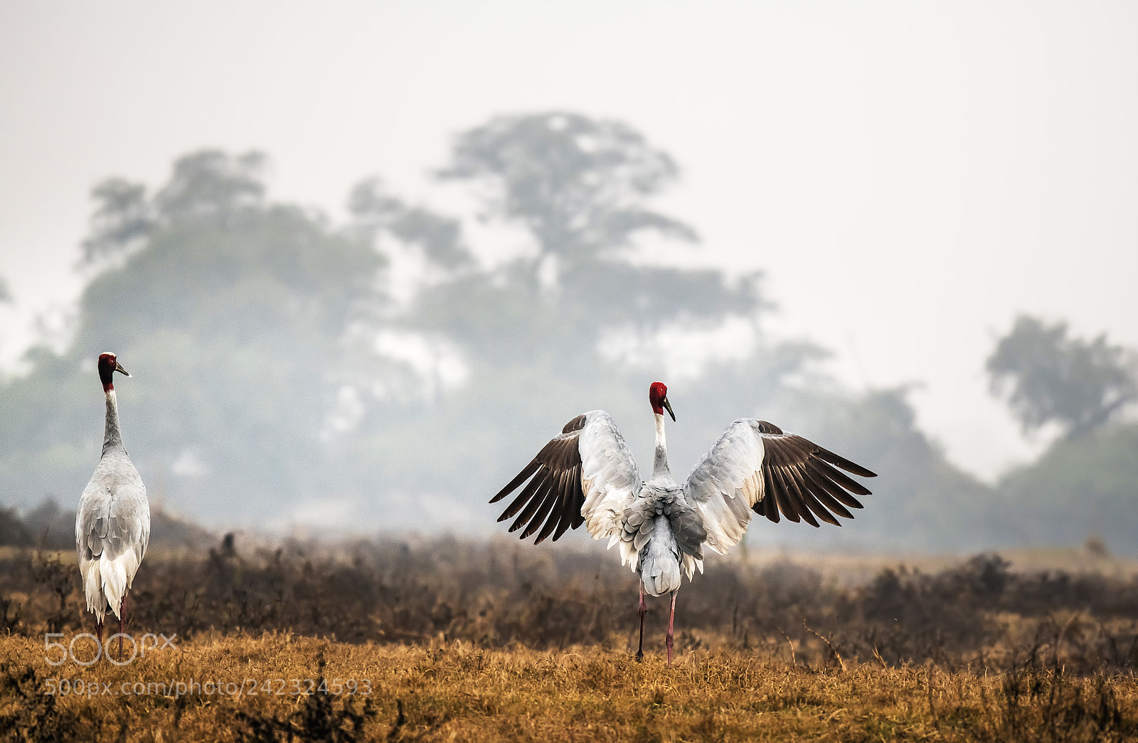 Nikon D850 sample photo. Saras crane photography