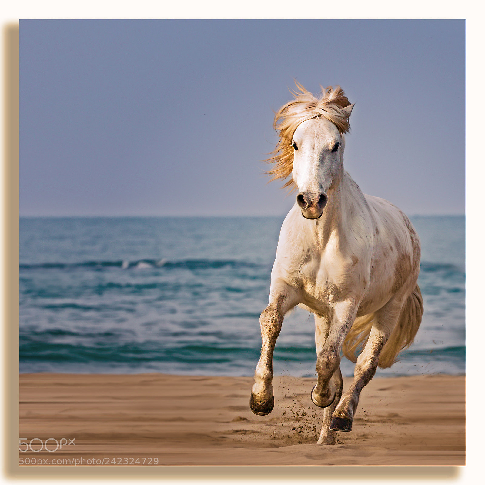 Canon EOS-1D X sample photo. Morning beach run .... photography