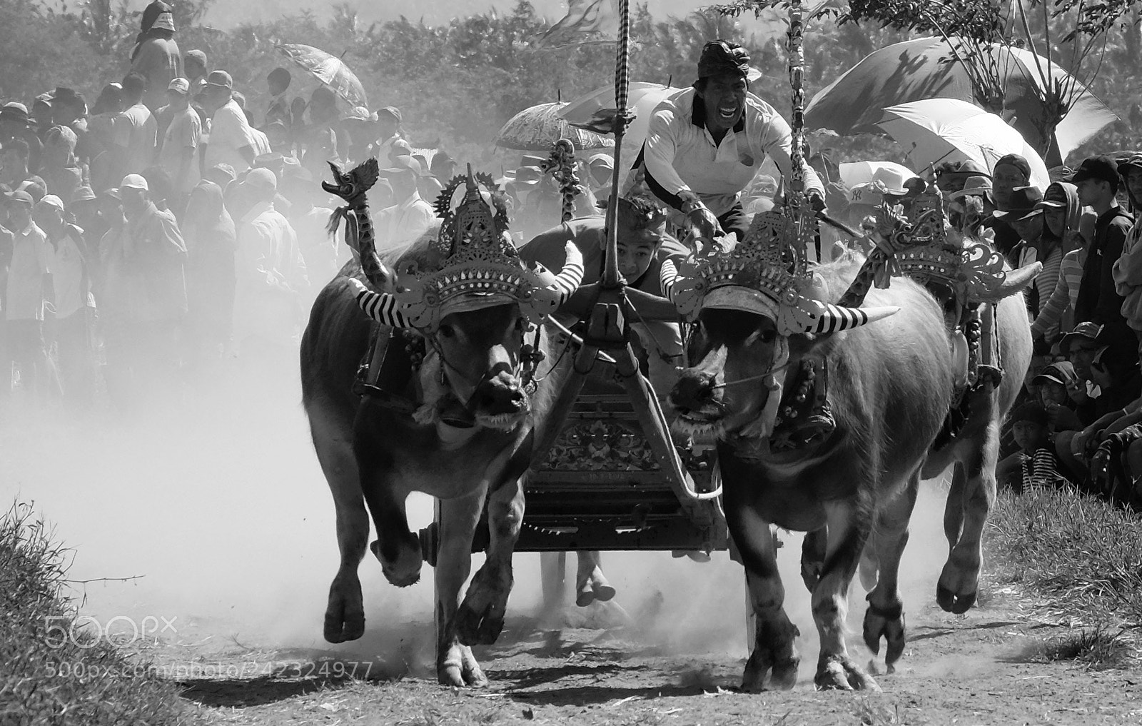 Fujifilm X-T10 sample photo. Buffalo race in bali photography