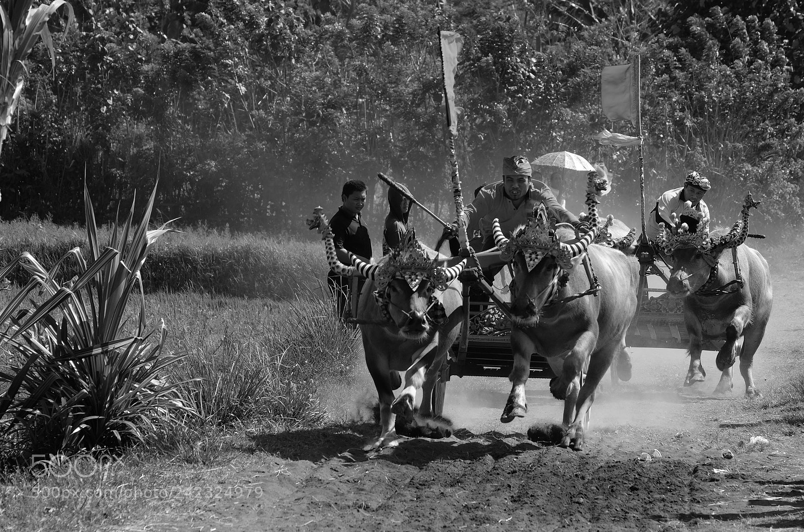 Fujifilm X-T10 sample photo. Buffalo race in bali photography
