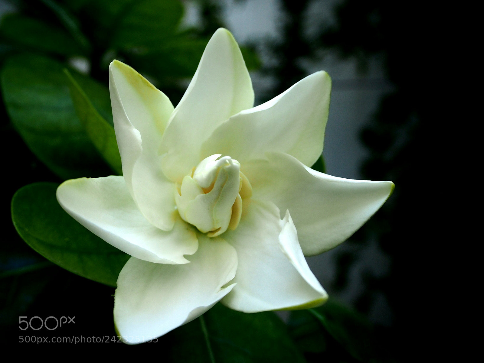 Olympus PEN E-PL7 sample photo. I bloom for you photography