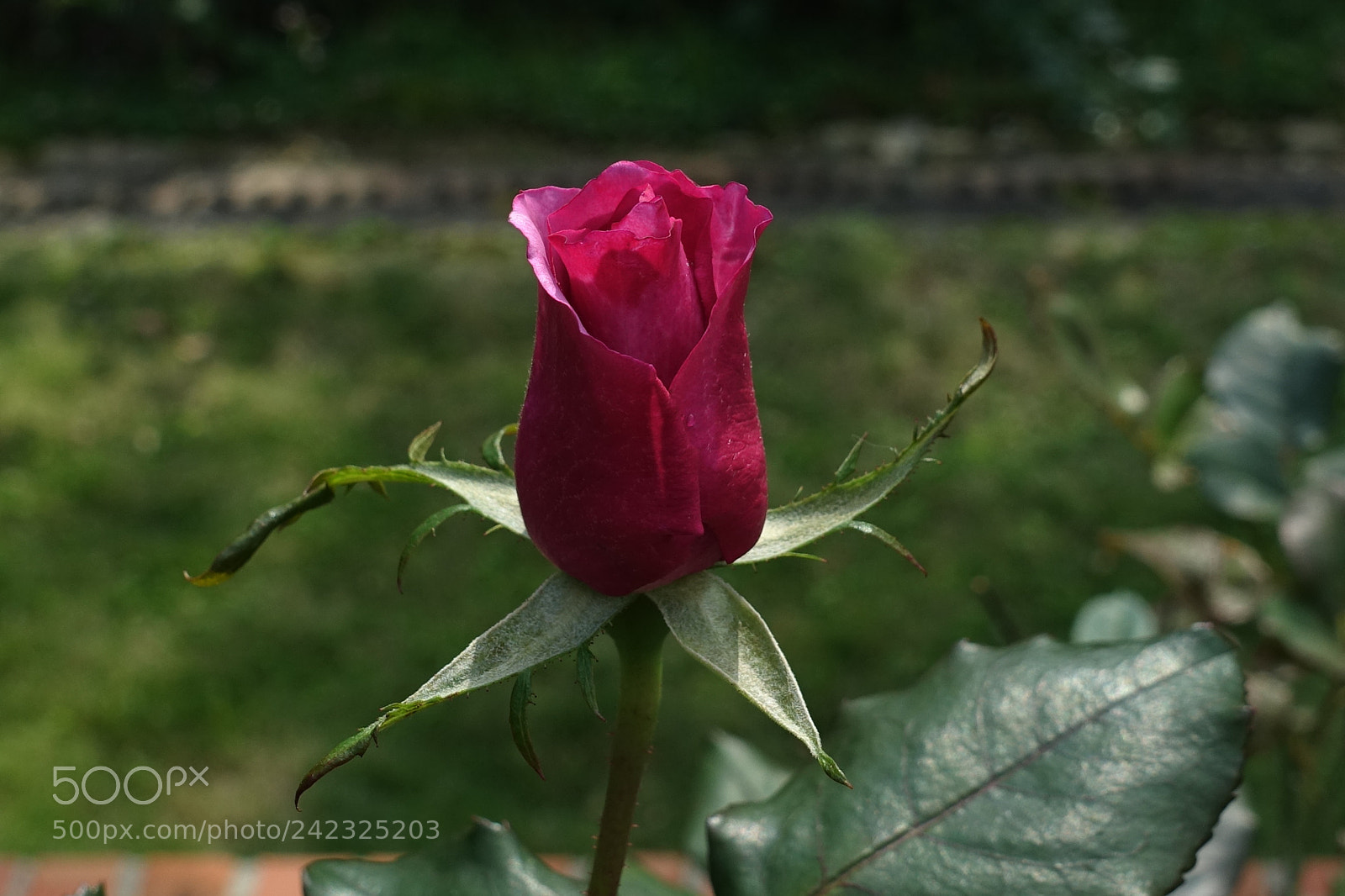 Sony Cyber-shot DSC-RX100 III sample photo. Rose photography