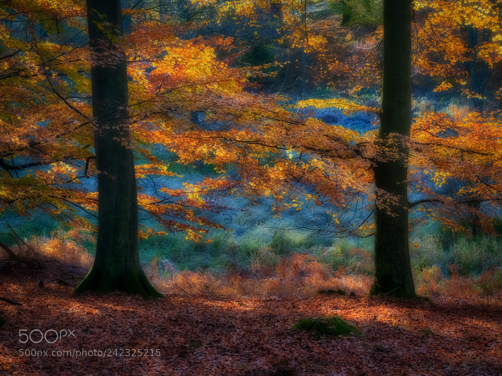 Olympus OM-D E-M1 sample photo. Hesede forest in fall photography