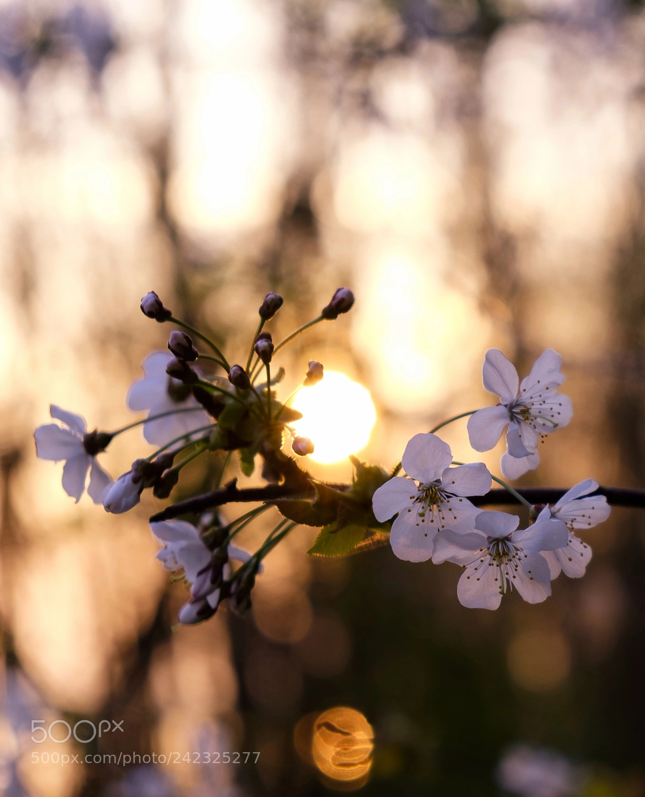 Fujifilm X-T1 sample photo. 'tender again' photography