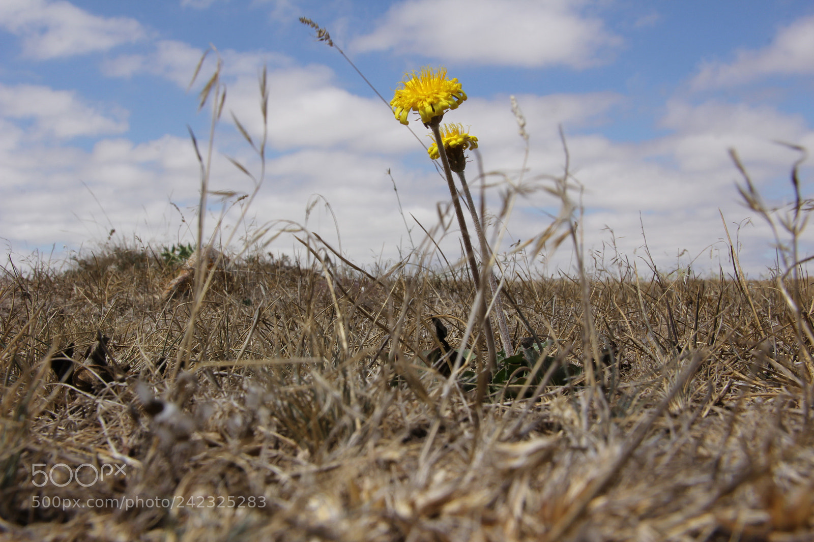 Canon EF-S 18-135mm F3.5-5.6 IS sample photo. Yalınız photography