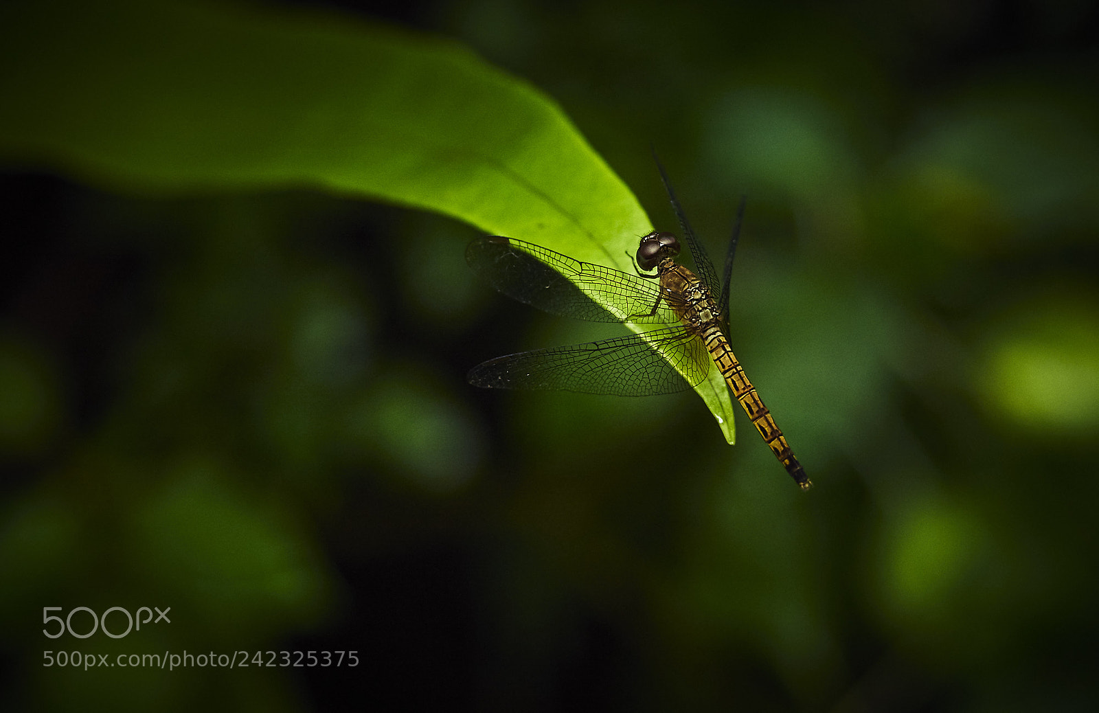 Olympus PEN-F sample photo. Dragonfly photography