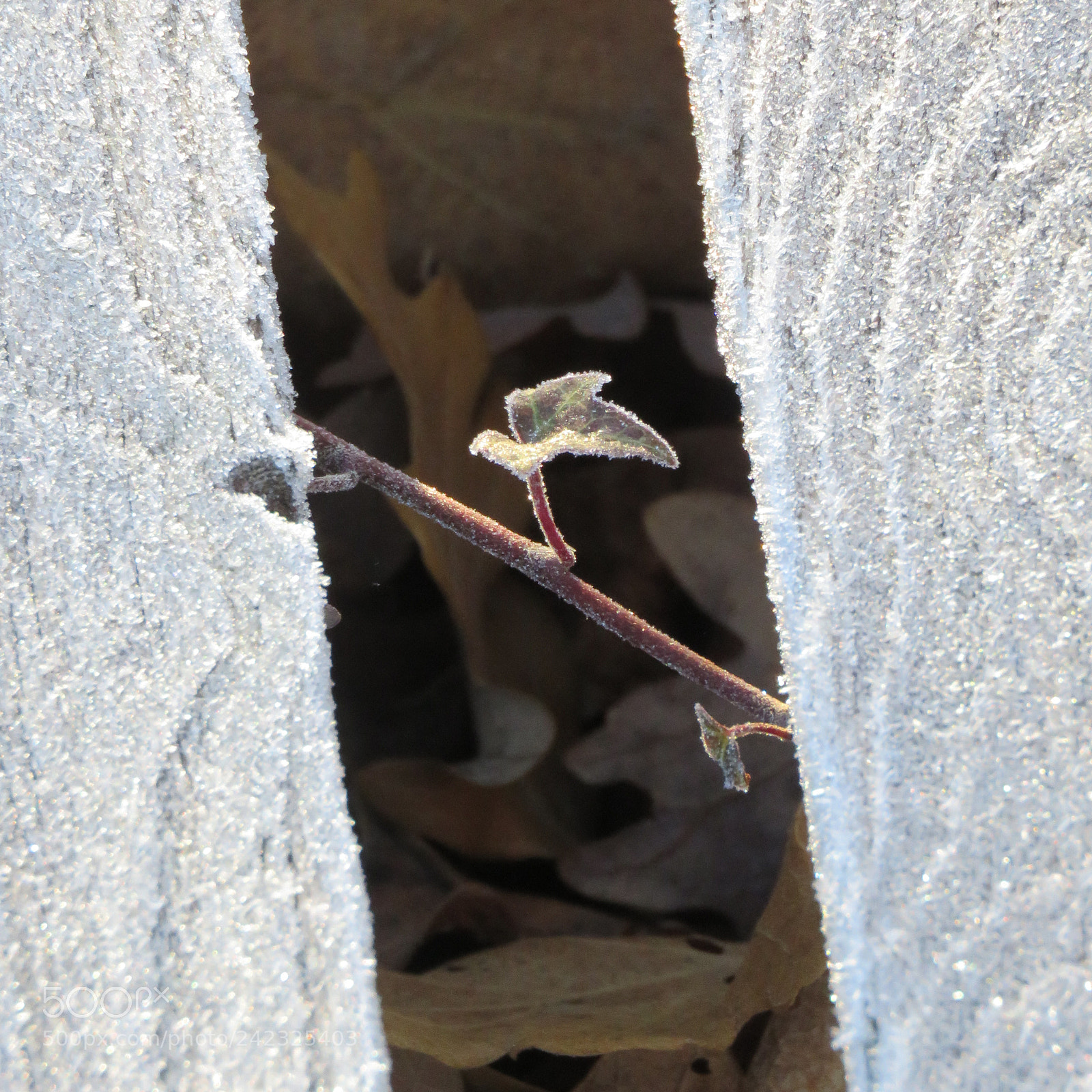Canon PowerShot SX60 HS sample photo. Small but so courageous… photography