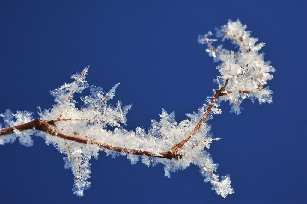Nikon AF-S Micro-Nikkor 60mm F2.8G ED sample photo. -25 degrees frost photography