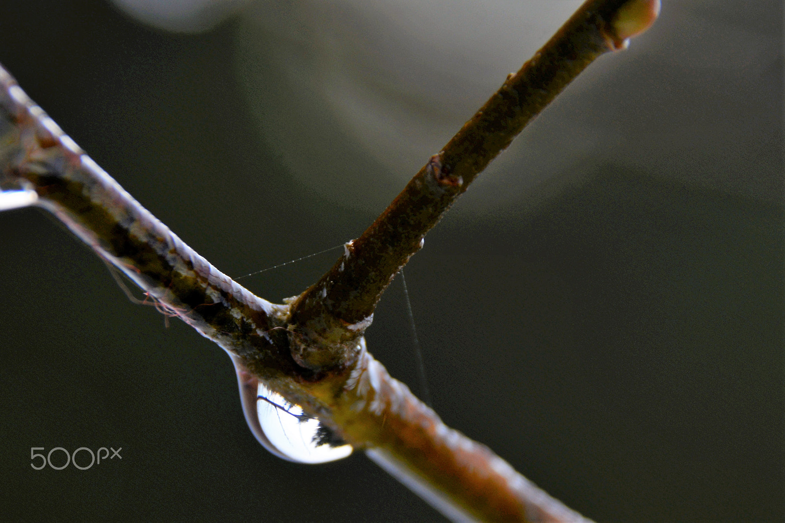 Nikon D7100 + Sigma 18-250mm F3.5-6.3 DC Macro OS HSM sample photo. Tauwetter photography