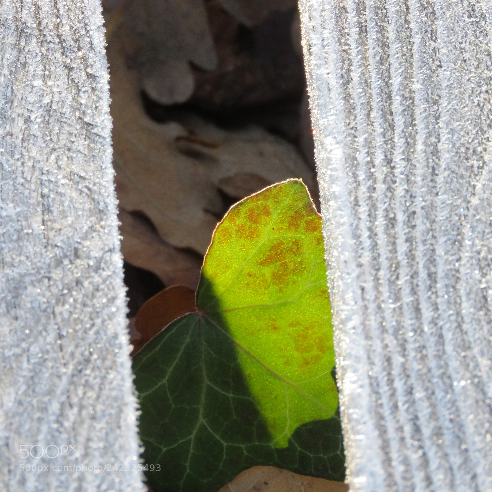 Canon PowerShot SX60 HS sample photo. Img photography