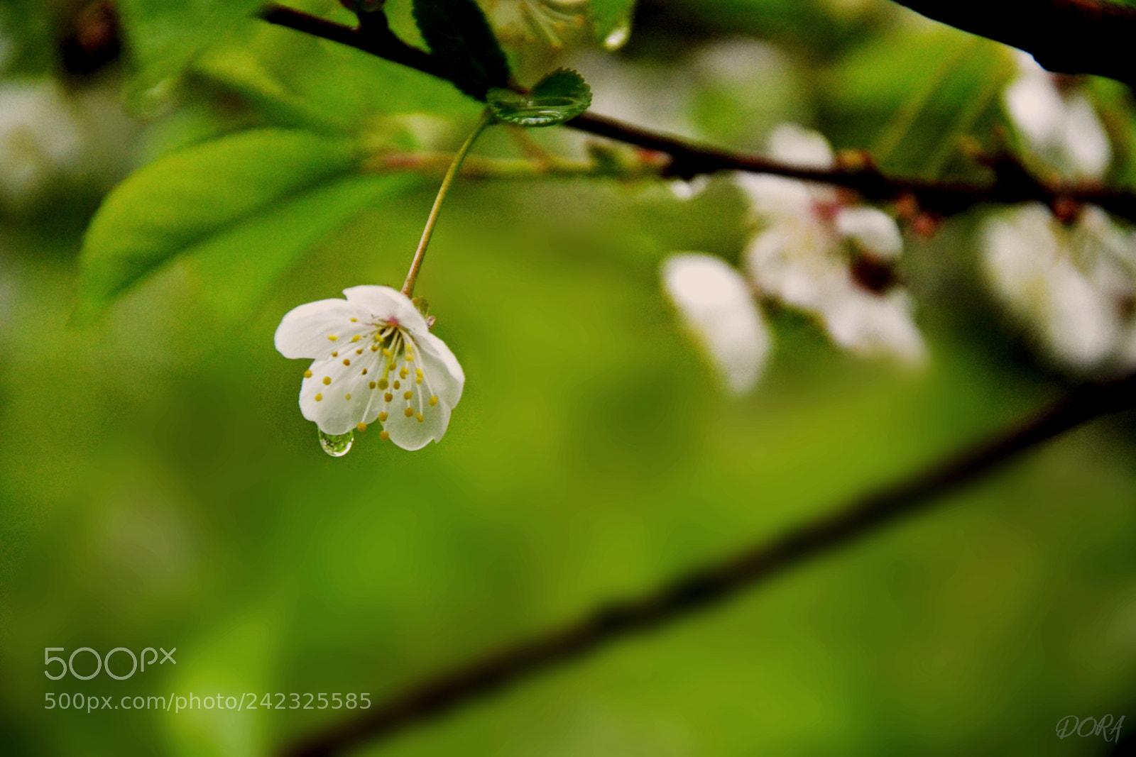 Nikon D3100 sample photo. Spring flower photography