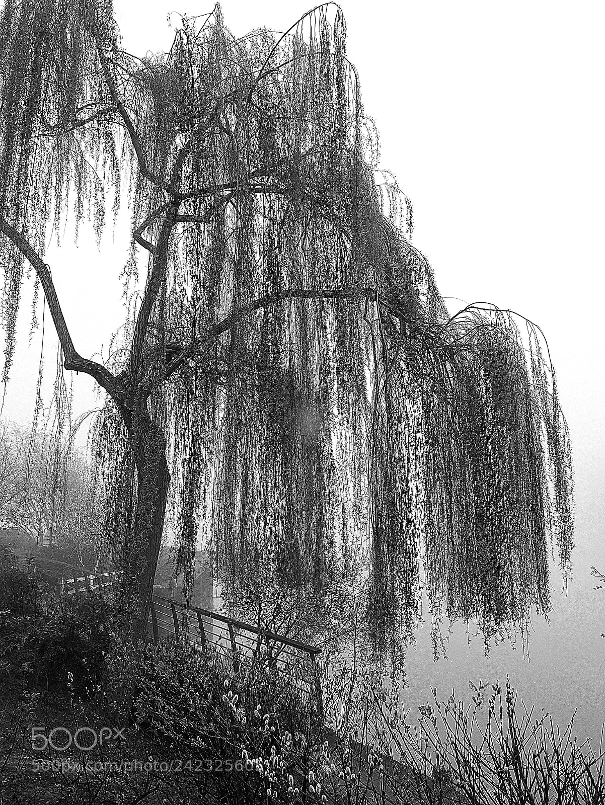 Leica D-Lux (Typ 109) sample photo. Willow tree and fog photography