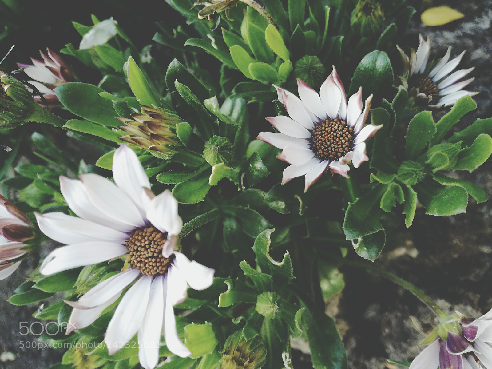 HUAWEI P9 LITE sample photo. White flowers photography